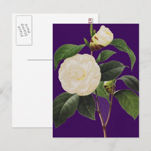 Weißes Kamelien, 1833 Postkarte (Vorne/Hinten)