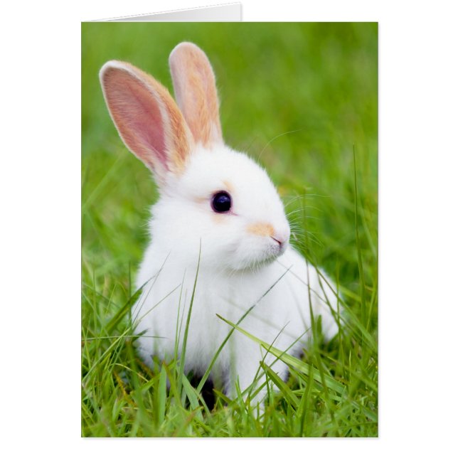 Weißes Kaninchen (Vorne)