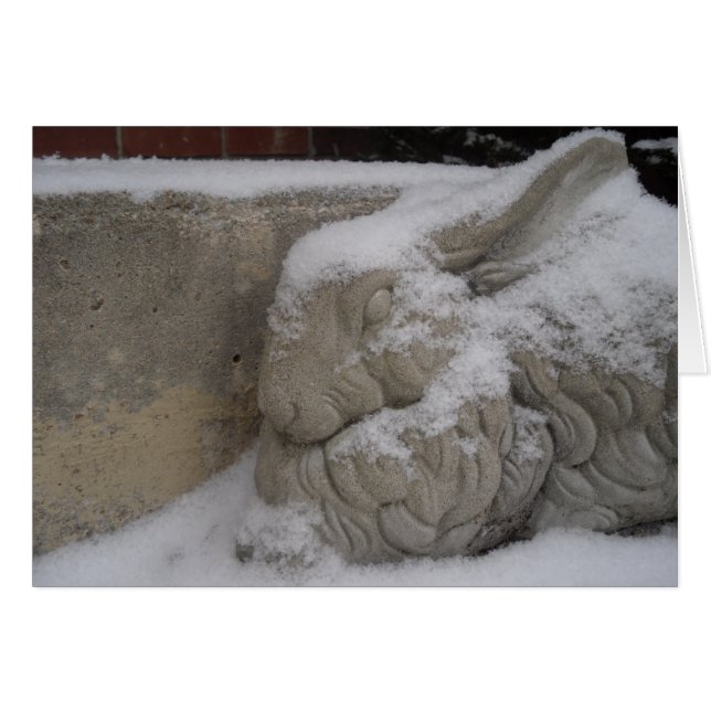 Weißes Kaninchen (Vorderseite (Horizontal))