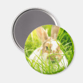 Weißes Kaninchen3 Magnet (Vorderseite/Rückseite)