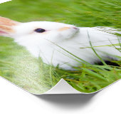 Weißes Kaninchen Fotodruck (Ecke)