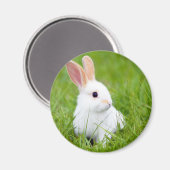 Weißes Kaninchen Magnet (Vorderseite/Rückseite)