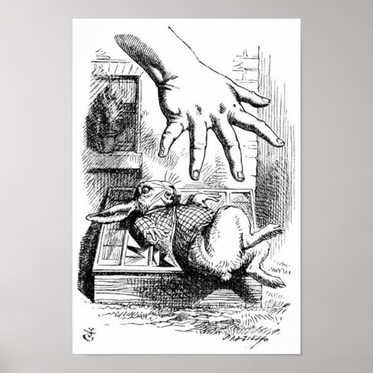 Weißes Kaninchen Poster (Vorne)