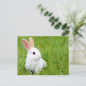 Weißes Kaninchen Postkarte (Stehend Vorderseite)