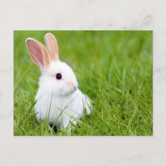 Weißes Kaninchen Postkarte