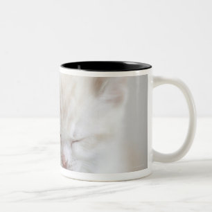 Weißes Kätzchen-Schlafen Zweifarbige Tasse