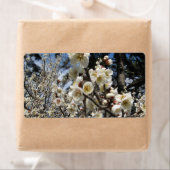 Weißes Kirschbär / Sakura / ラ(桜) (Insitu)