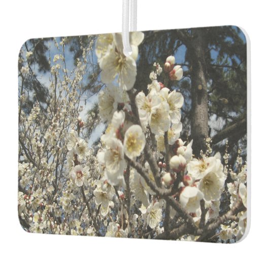 Weißes Kirschbär / Sakura / ラ(桜) Autolufterfrischer (Links)