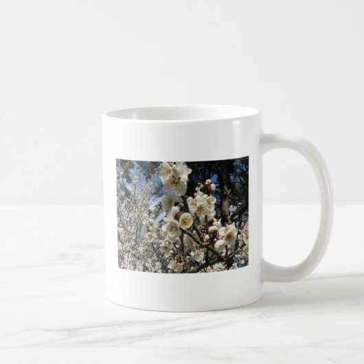 Weißes Kirschbär / Sakura / ラ(桜) Kaffeetasse (Rechts)