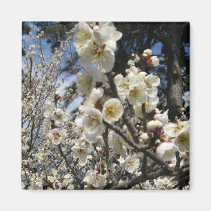 Weißes Kirschbär / Sakura / ラ(桜) Magnet