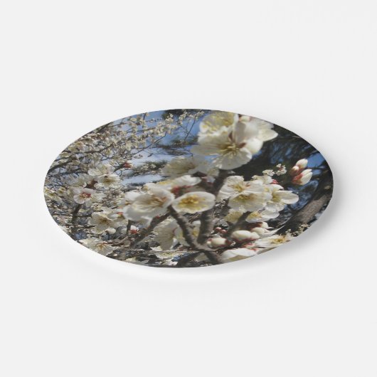 Weißes Kirschbär / Sakura / ラ(桜) Pappteller (Schrägansicht)