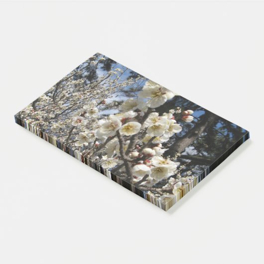 Weißes Kirschbär / Sakura / ラ(桜) Post-it Klebezettel (angewinkelt)