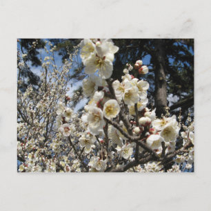 Weißes Kirschbär / Sakura / ラ(桜) Postkarte