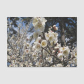 Weißes Kirschbär / Sakura / ラ(桜) Seidenpapier (Vorderseite)