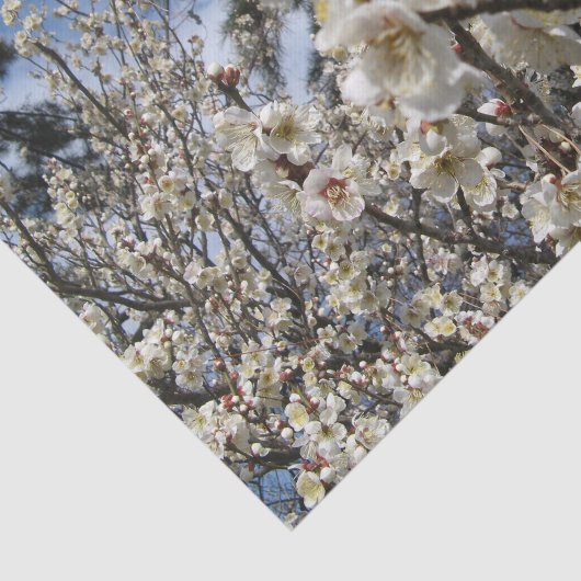 Weißes Kirschbär / Sakura / ラ(桜) Seidenpapier (Ausschnitt)