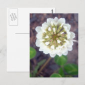 Weißes Kleeblatt 1 Postkarte (Vorne/Hinten)