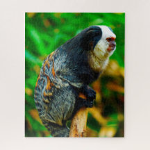 Weißes Kopfmarmosett.
