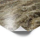 Weißes Kuhportrait Fotodruck (Ecke)