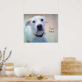 Weißes Labrador Retriever Mix Hund mit süßem Gesic Poster (Küche)