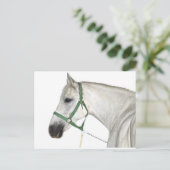 Weißes Lipizzaner Pferd Postkarte (Stehend Vorderseite)