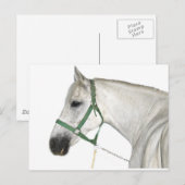Weißes Lipizzaner Pferd Postkarte (Vorne/Hinten)