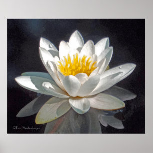 WEISSES LOTUS-BLOSSOM UND REFLEKTION POSTER