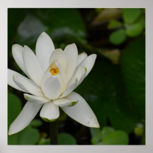 Weißes Lotus Poster