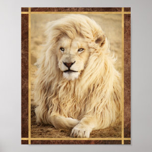 Weißes Löwe-Foto Poster