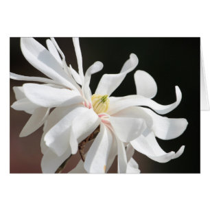 Weißes Magnolie