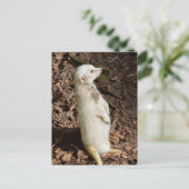 Weißes Meerkat Stehend , Postkarte (Stehend Vorderseite)