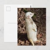 Weißes Meerkat Stehend , Postkarte (Vorne/Hinten)
