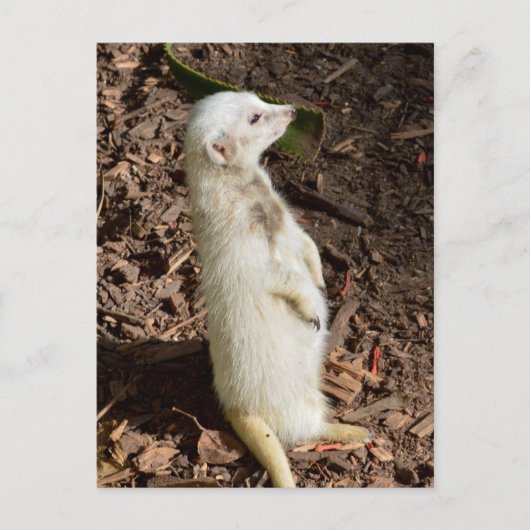 Weißes Meerkat Stehend , Postkarte (Vorderseite)