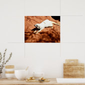 Weißes Meerkat-Stretching, Poster (Küche)