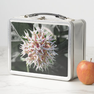 Weißes Milchkweed, zarte Wildblume Metall Brotdose