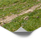 Weißes Nashorn auf Gras Poster (Ecke)