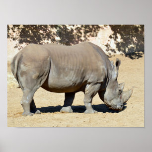 Weißes Nashorn, stehend auf Sand Poster