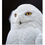 Weißes Ohr Freistehende Fotoskulptur<br><div class="desc">Schöne schneebedeckte Eule.</div>