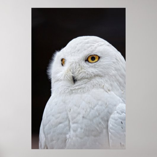 Weißes Ohr Poster (Vorne)