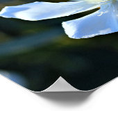 Weißes Oleander-Blume-Wandplakat/Print Poster (Ecke)