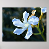 Weißes Oleander-Blume-Wandplakat/Print Poster (Vorne)