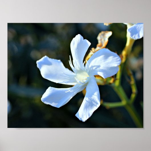 Weißes Oleander-Blume-Wandplakat/Print Poster (Vorne)