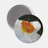 Weißes Orange Narcissus Magnet (Vorderseite/Rückseite)