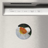 Weißes Orange Narcissus Magnet (In Situ (Geschirrspüler))
