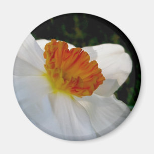 Weißes Orange Narcissus Magnet