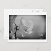 Weißes Orchid - Postkarte (Vorne/Hinten)