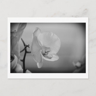 Weißes Orchid - Postkarte