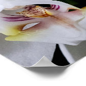 Weißes Orchideenblumenposter Poster (Ecke)