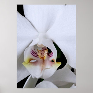 Weißes Orchideenblumenposter Poster