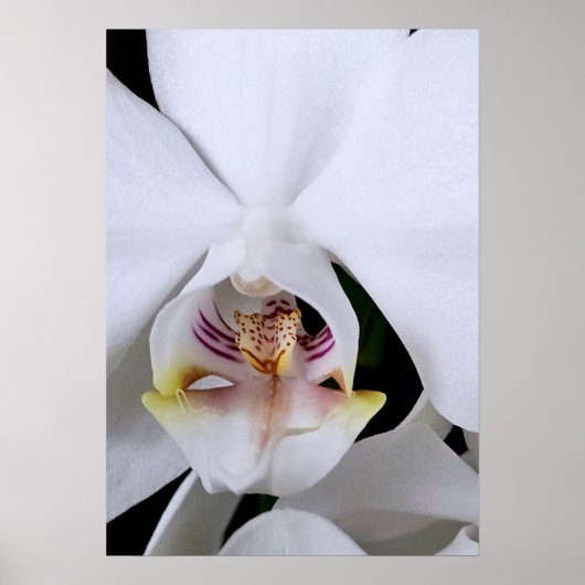 Weißes Orchideenblumenposter Poster (Vorne)