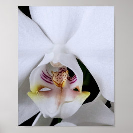 Weißes Orchideenblumenposter Poster